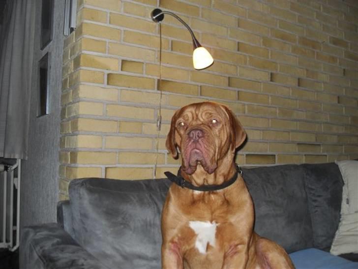 Dogue de bordeaux Betty (sveske) R.I.P.  - udmattet billede 16