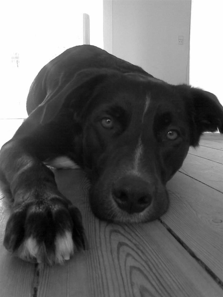 Blanding af racer futte billede 5