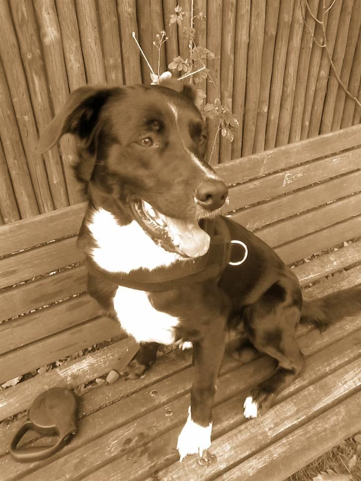 Blanding af racer futte billede 6