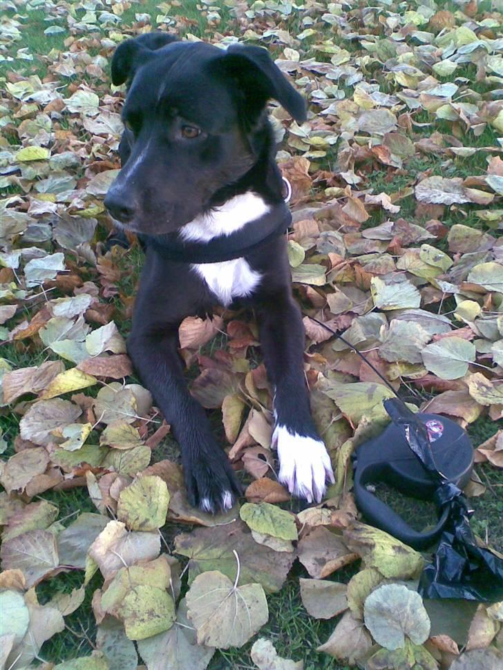 Blanding af racer futte billede 7