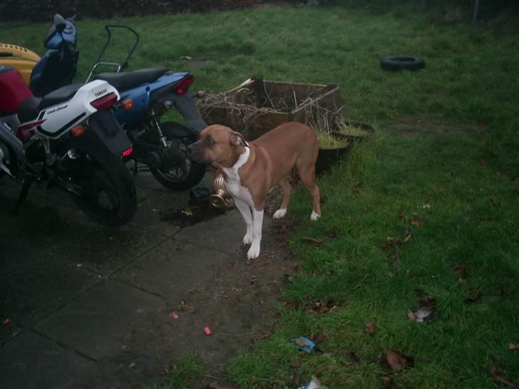 Amerikansk bulldog nala billede 2