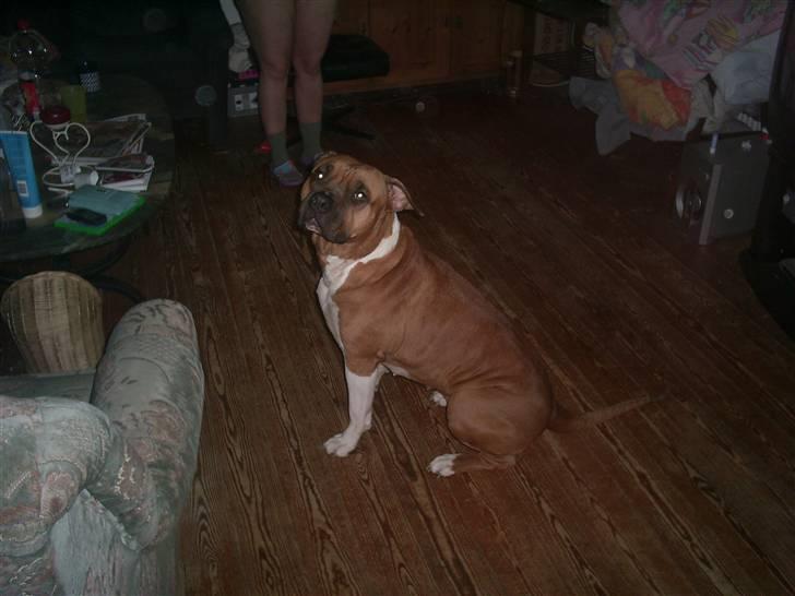 Amerikansk bulldog nala billede 4