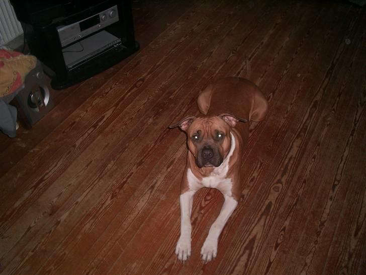 Amerikansk bulldog nala billede 5