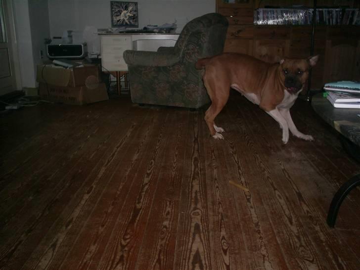 Amerikansk bulldog nala billede 6