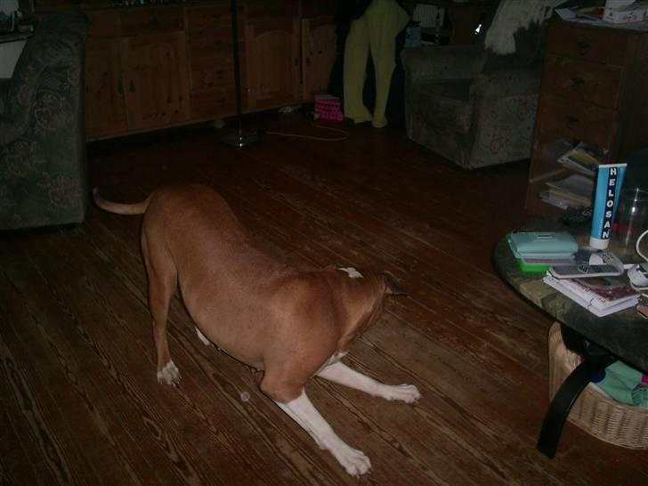 Amerikansk bulldog nala billede 7