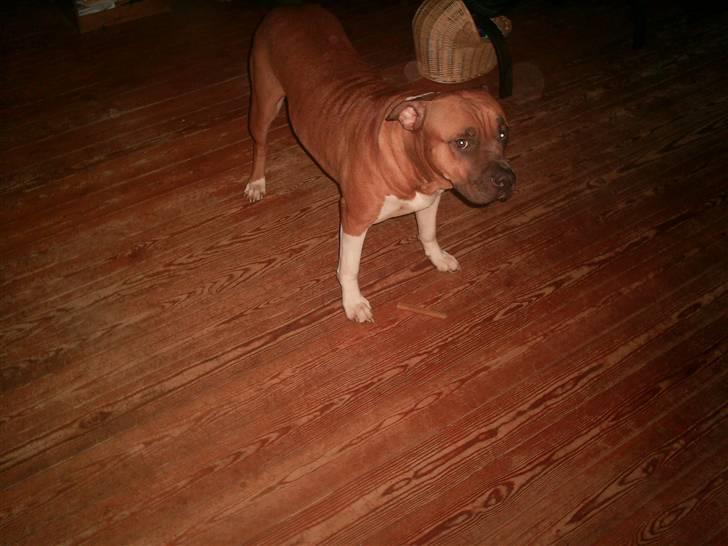 Amerikansk bulldog nala billede 8