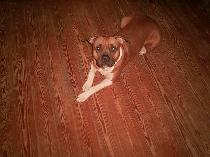 Amerikansk bulldog nala billede 10