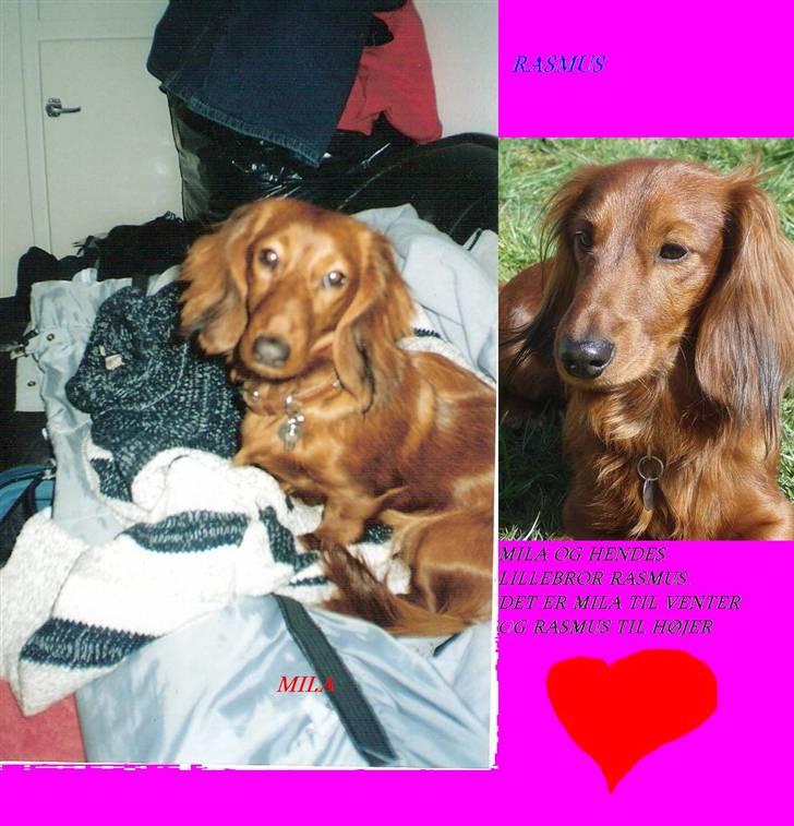 Dværggravhund MILA - MILA OG LILLEBROR RASMUS billede 13