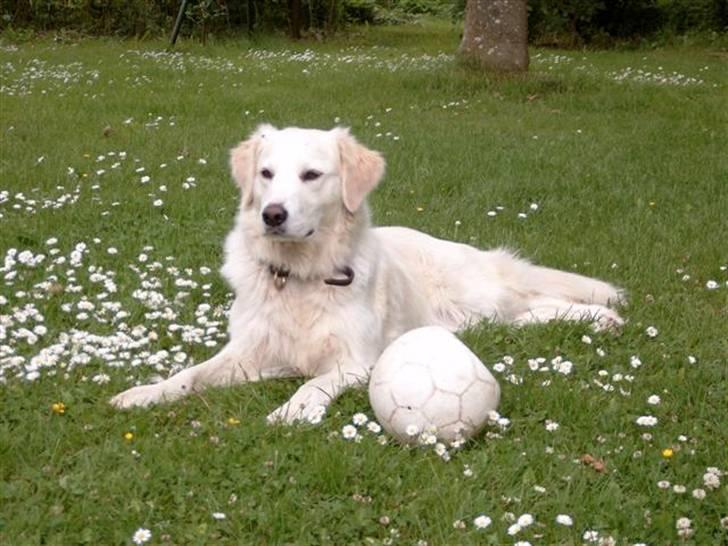 Golden retriever Tulle billede 1