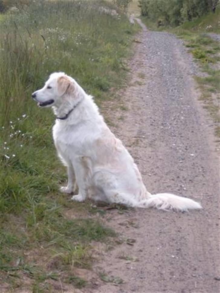 Golden retriever Tulle billede 2