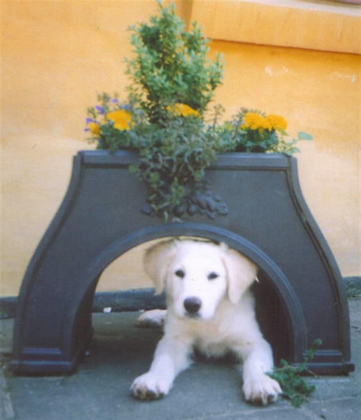 Golden retriever Tulle billede 4