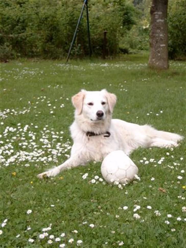 Golden retriever Tulle billede 5
