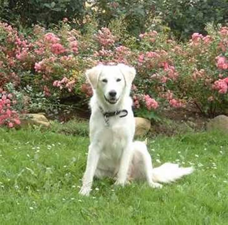 Golden retriever Tulle billede 6