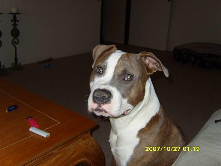 Amerikansk staffordshire terrier Pablo billede 11