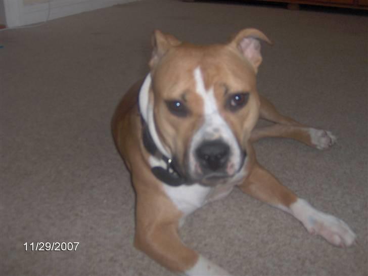 Amerikansk staffordshire terrier freya billede 11