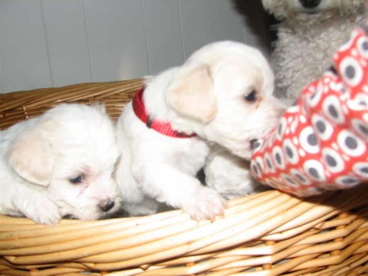 Blanding af racer FREJA - 4 uger gammel billede 8