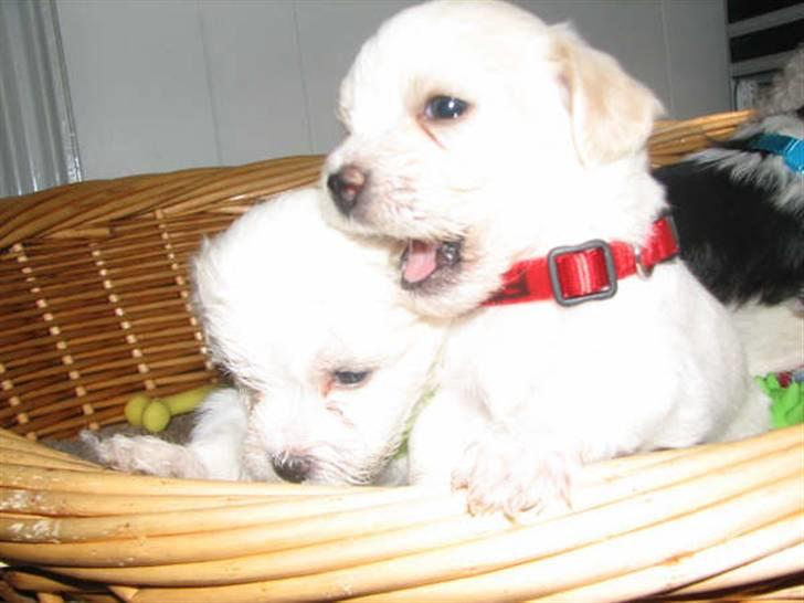 Blanding af racer FREJA - er det ok jeg lige napper en bid her billede 9