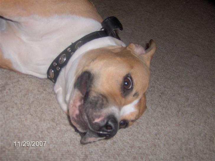 Amerikansk staffordshire terrier freya billede 12