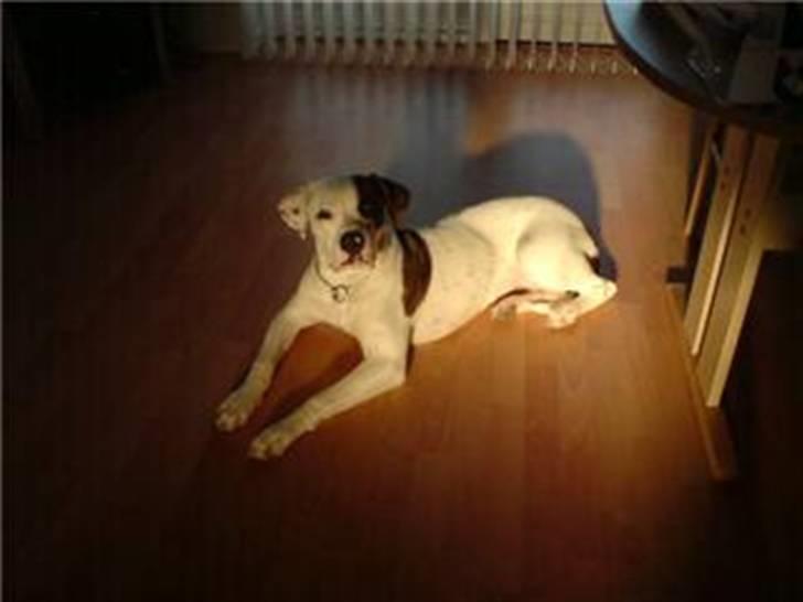 Amerikansk bulldog Sheila billede 3