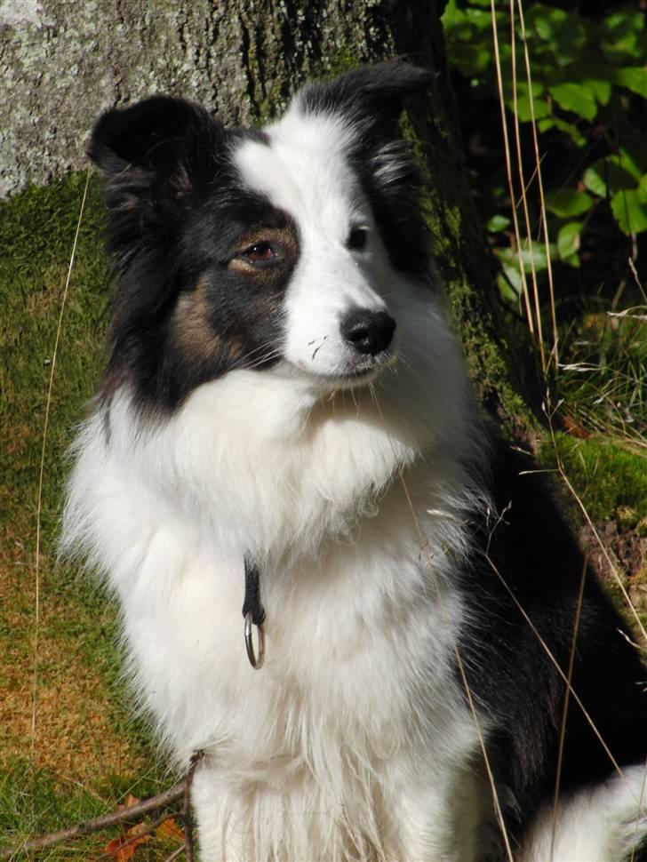 Border collie » Lucky - Velkommen til Lucky´s profil :D billede 1