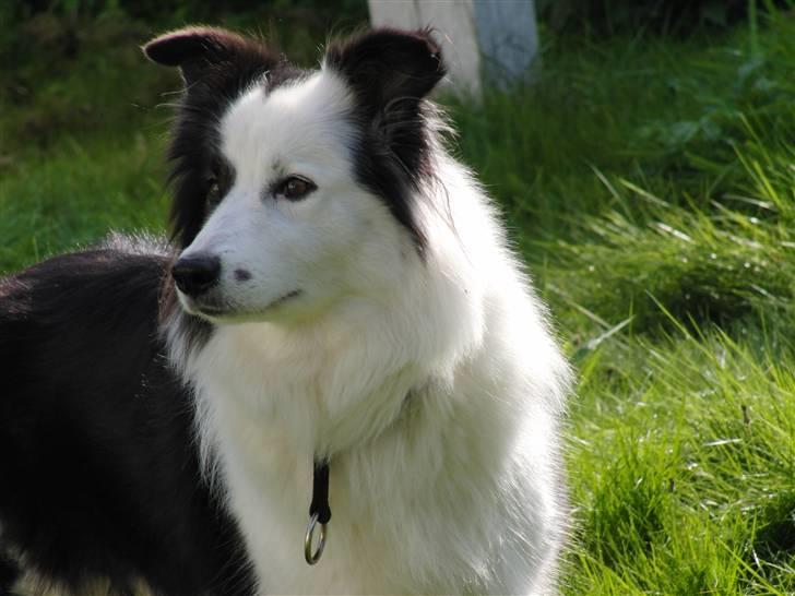 Border collie » Lucky billede 2