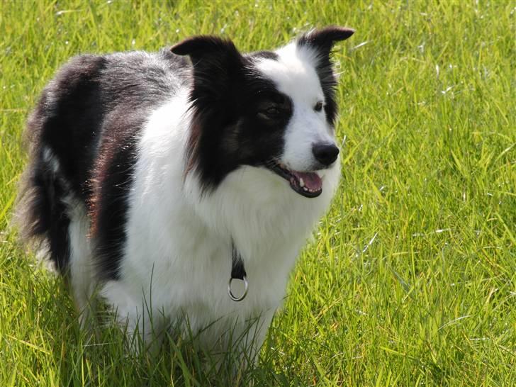 Border collie » Lucky billede 3