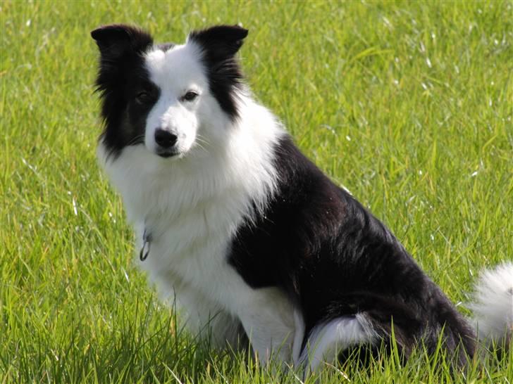 Border collie » Lucky billede 4