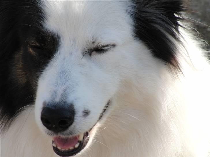 Border collie » Lucky billede 5