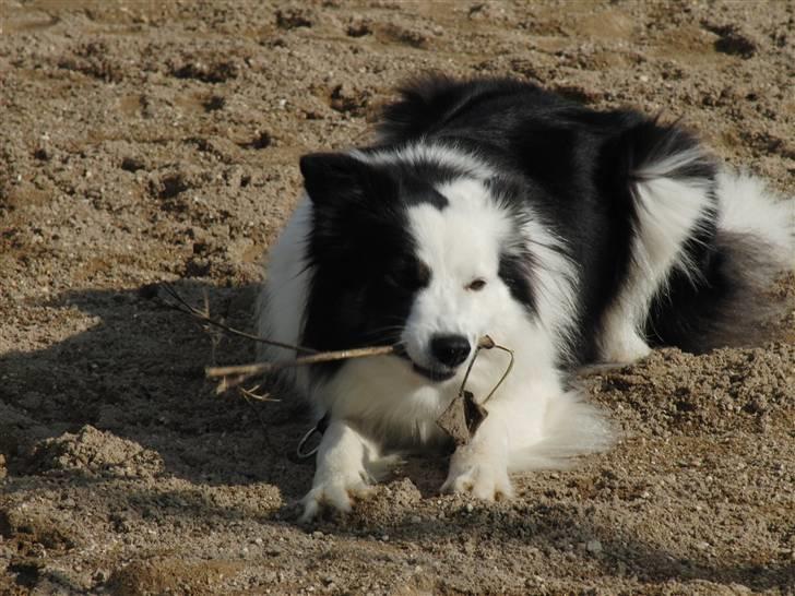 Border collie » Lucky billede 6