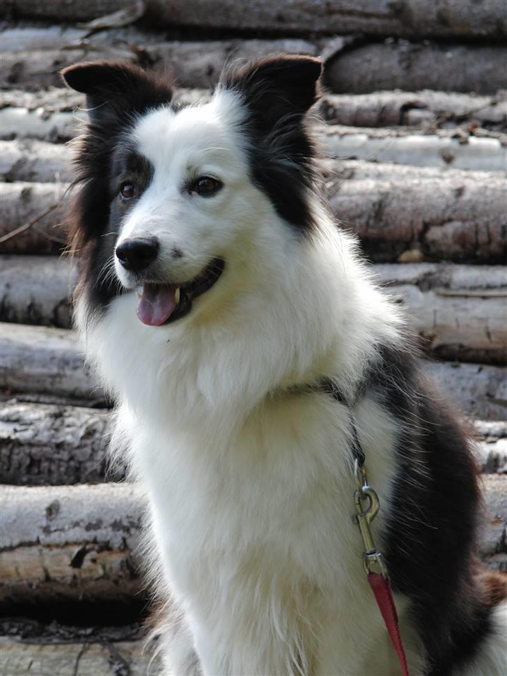 Border collie » Lucky billede 7