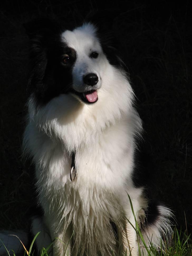 Border collie » Lucky billede 8