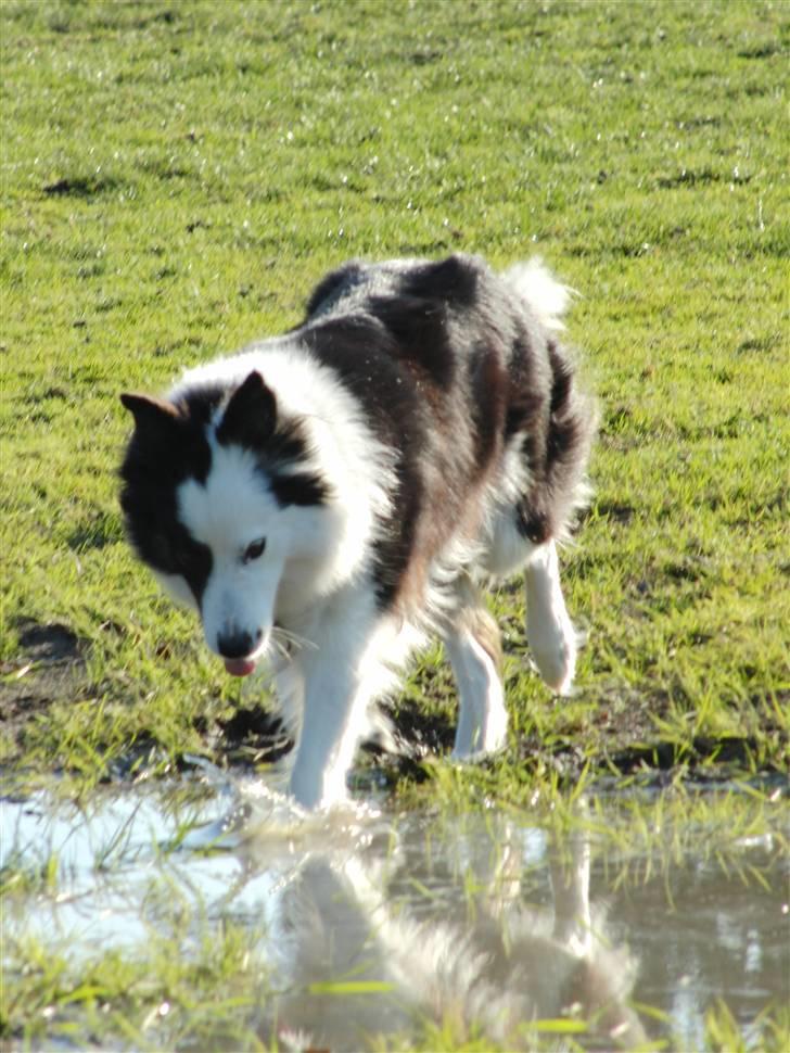 Border collie » Lucky billede 9