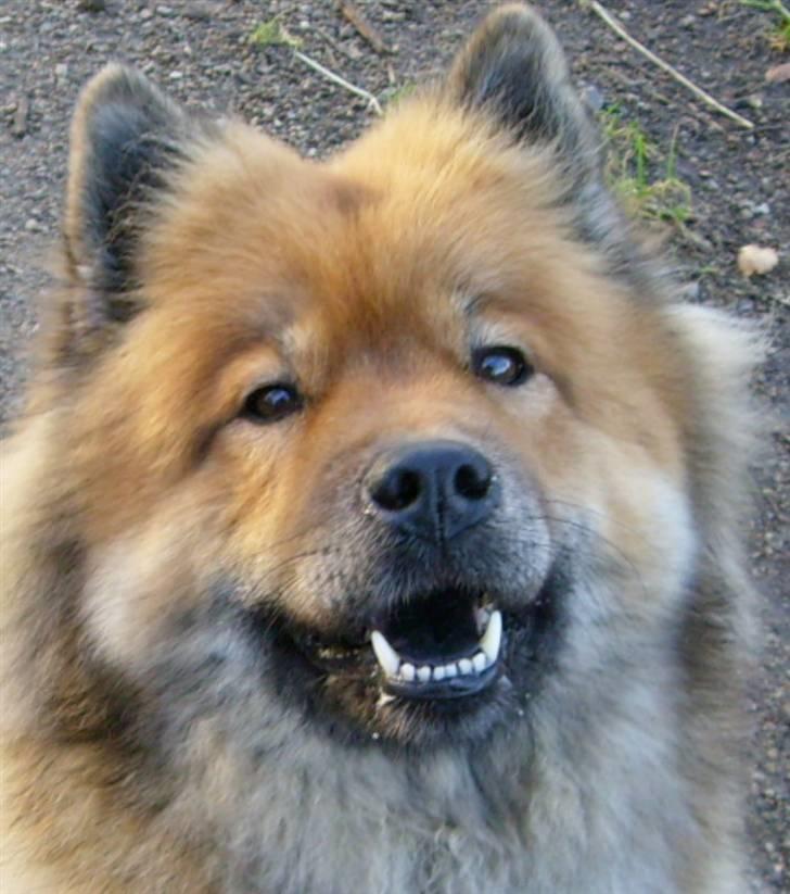 Eurasier Bella - Her på græsset bestemmer jeg. billede 15