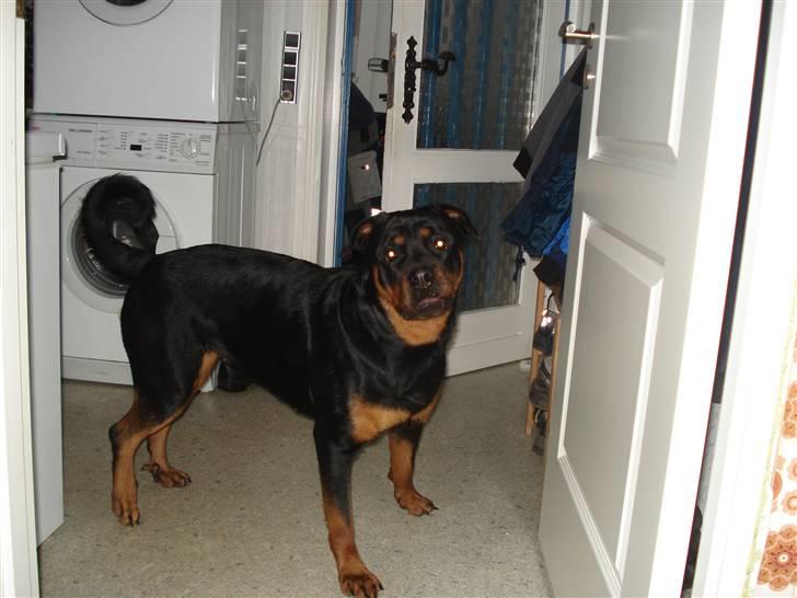 Rottweiler Troya - Jaaah skal vi ud og gå billede 1