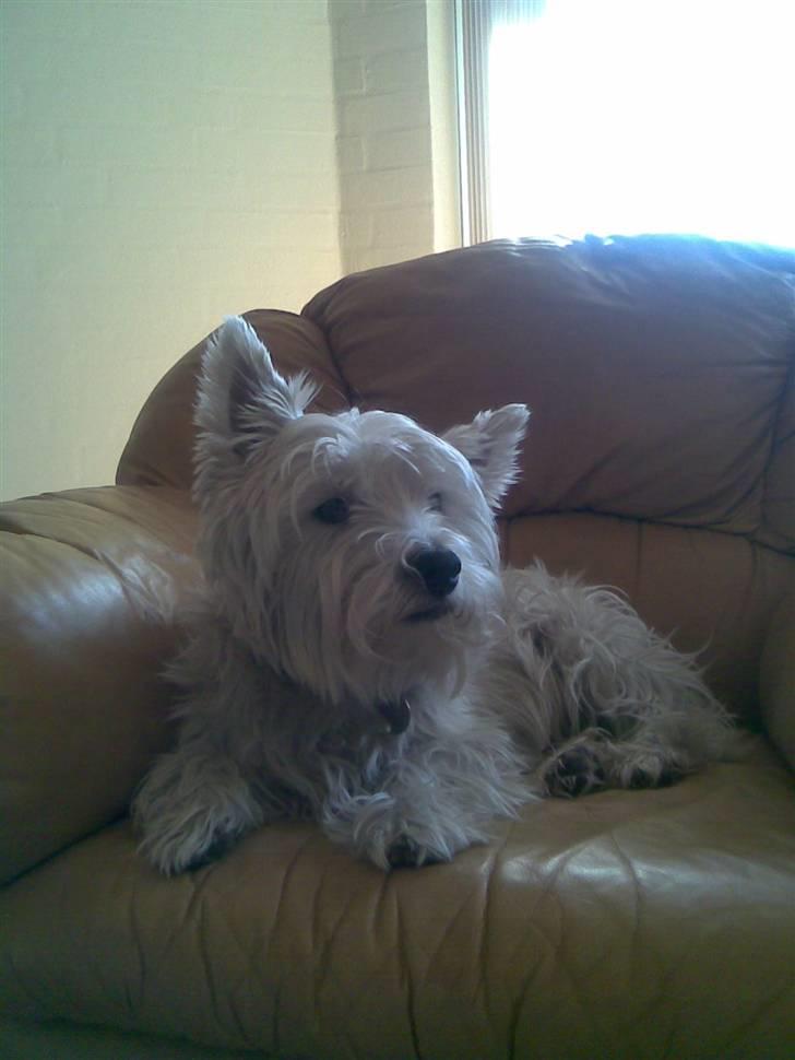 West highland white terrier Miro billede 1