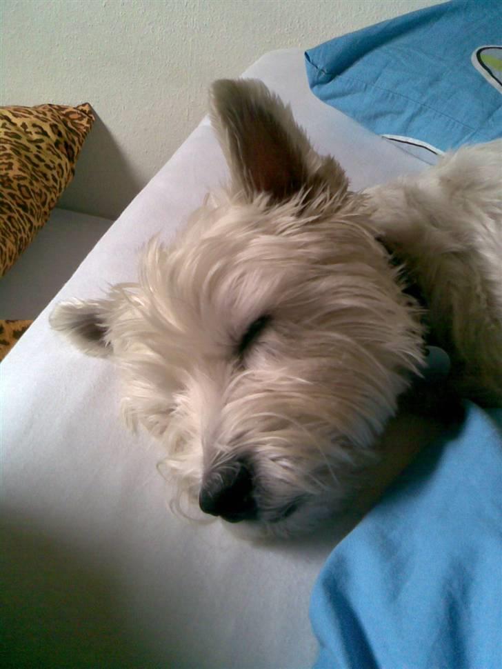 West highland white terrier Miro billede 2