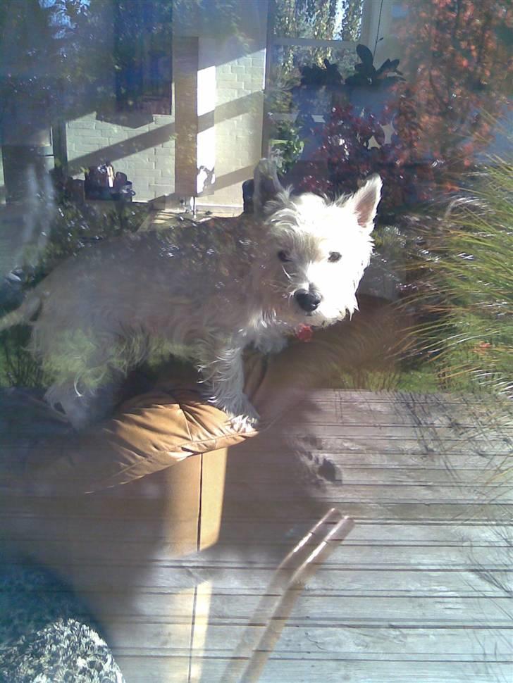 West highland white terrier Miro billede 3