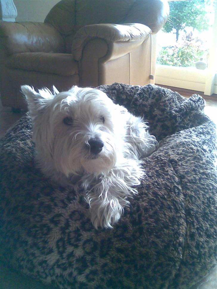 West highland white terrier Miro billede 4