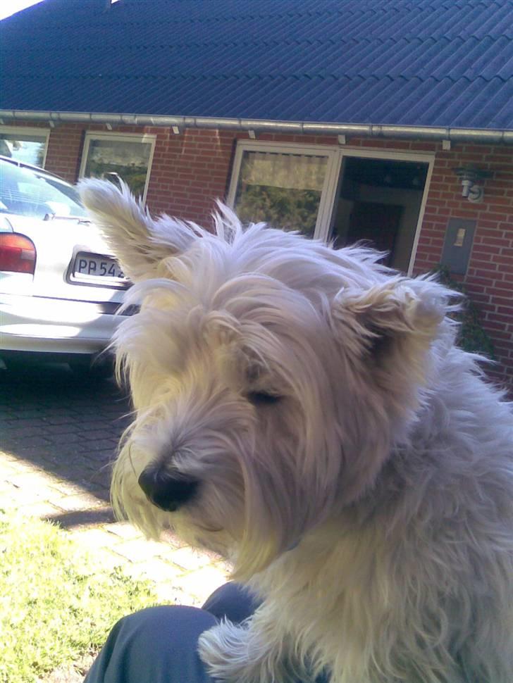 West highland white terrier Miro billede 5