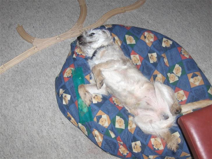 Border terrier holger:P død:´( billede 1