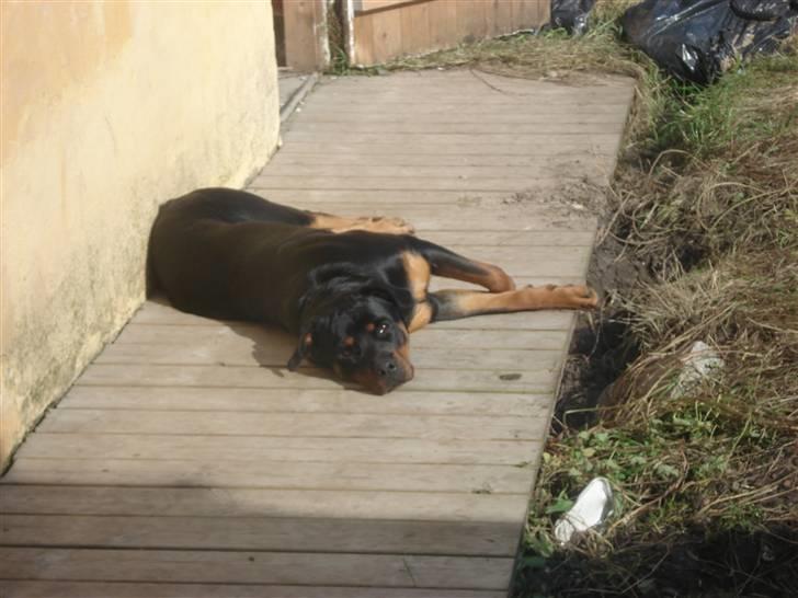 Rottweiler Troya - Jeg ligger i haven og soler sig billede 4