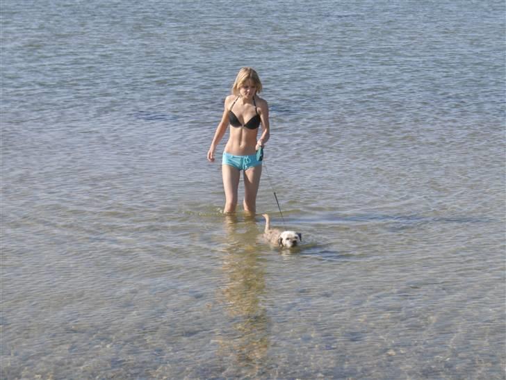 Border terrier holger:P død:´( - dejligt med en dukkert:P billede 3