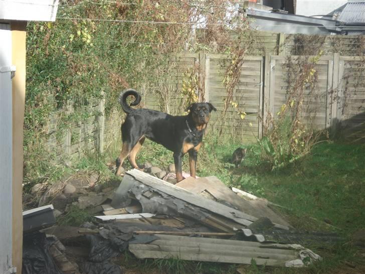 Rottweiler Troya - jeg står på mit torn, og holder vagt :) billede 5