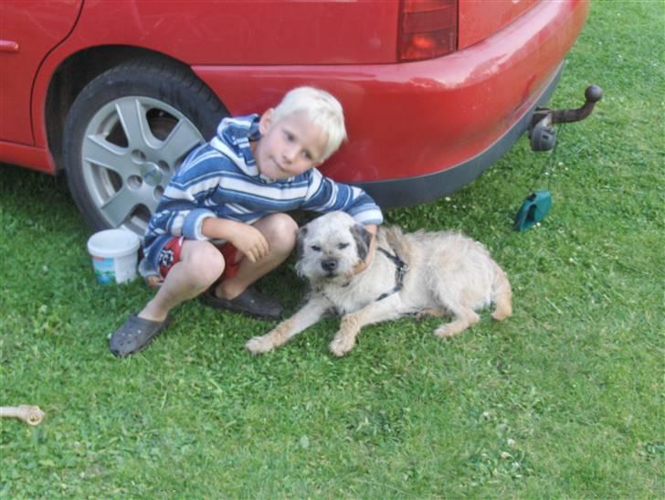 Border terrier holger:P død:´( - du er så sød mathias :D billede 4