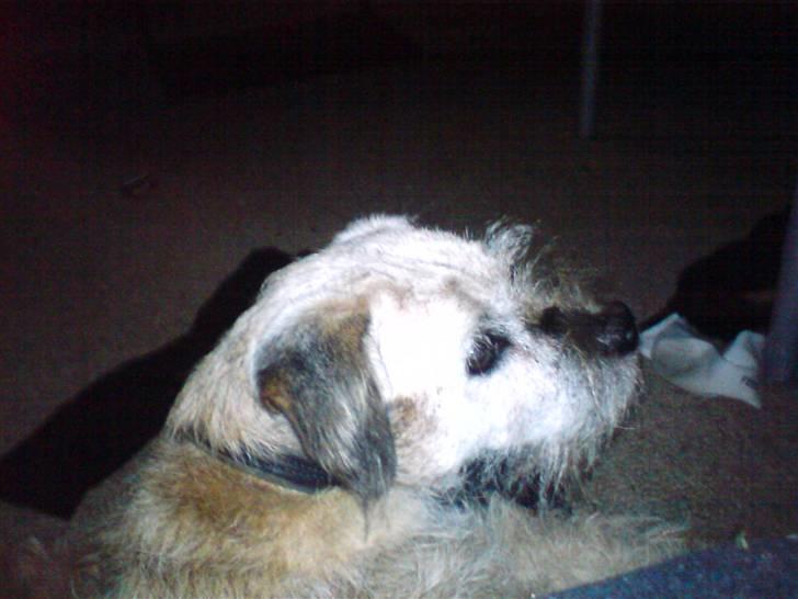 Border terrier holger:P død:´( - hvad laver du?? :D billede 5
