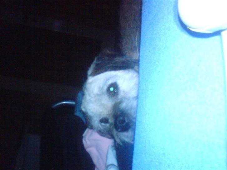 Border terrier holger:P død:´( billede 6