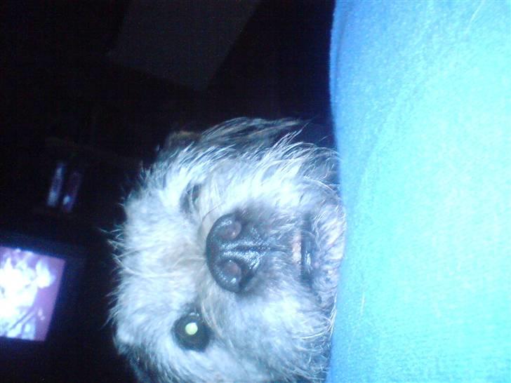 Border terrier holger:P død:´( - må jeg lige være med ?? :P billede 7