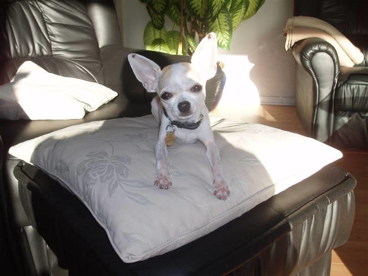 Chihuahua Tigo - Det er dejligt i solen og på puden. billede 14