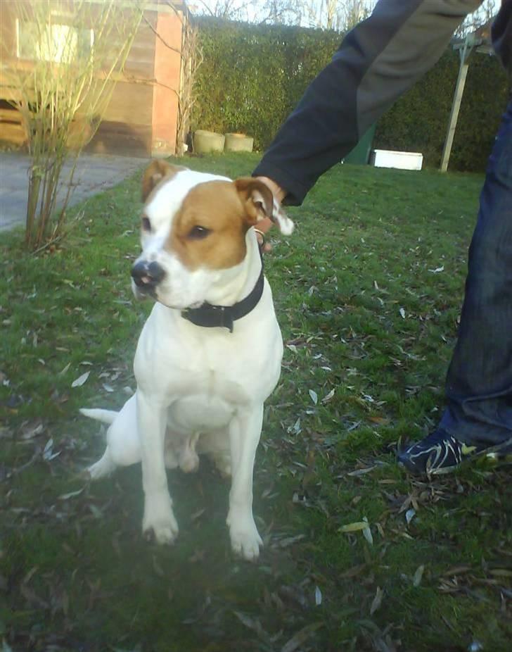 Blanding af racer boss billede 1