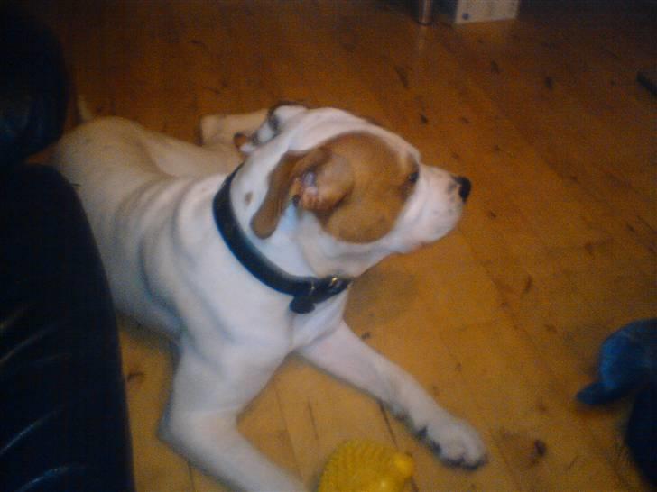 Blanding af racer boss billede 3